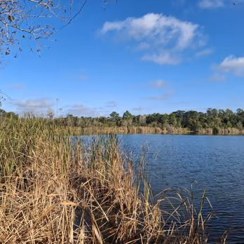 Young Pine Dog Park photo 1
